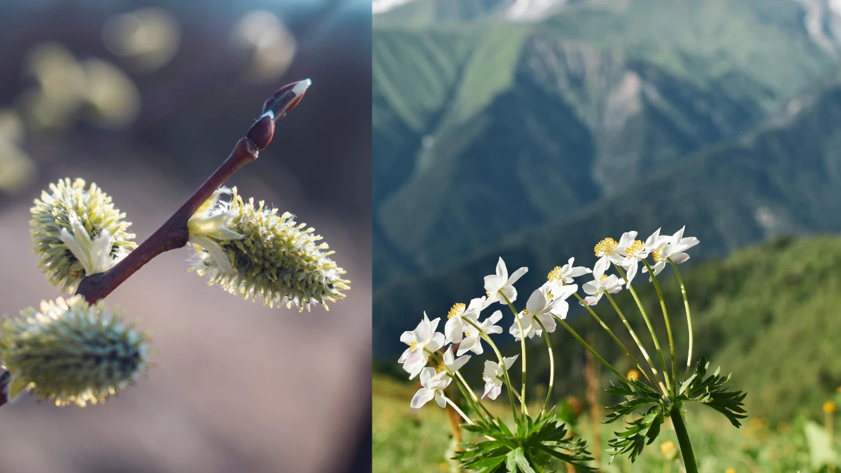 İkinci cemre düştü mü? 2026 ikinci cemre nereye düşecek? 3 Asli 2026 02 12T115239.556