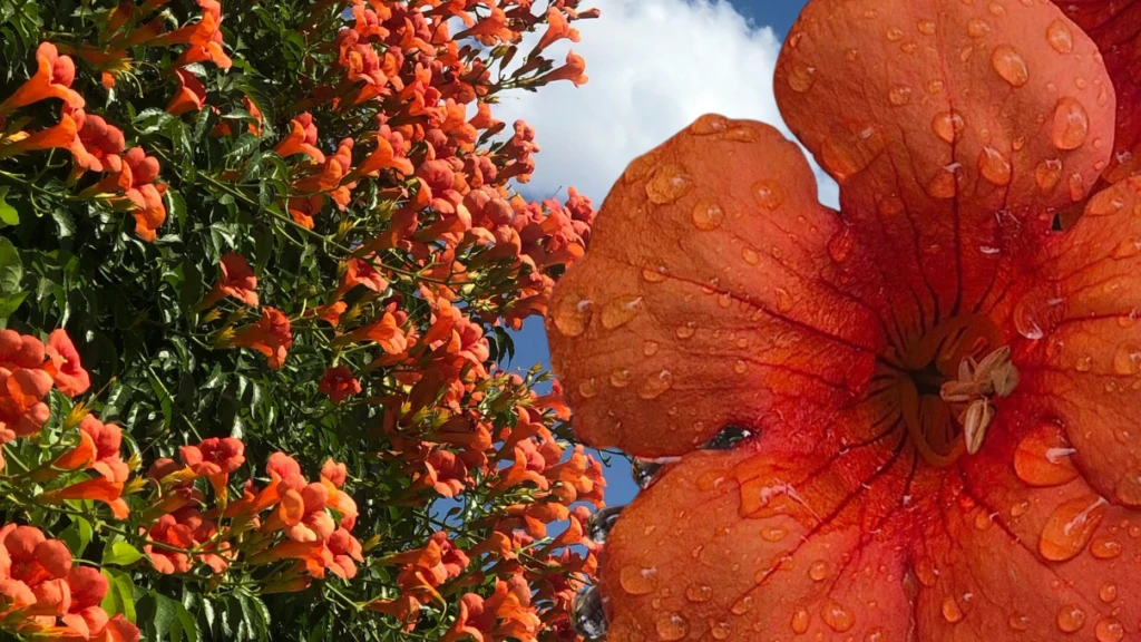 Borazan Çiçeği evde yetiştirilir mi?