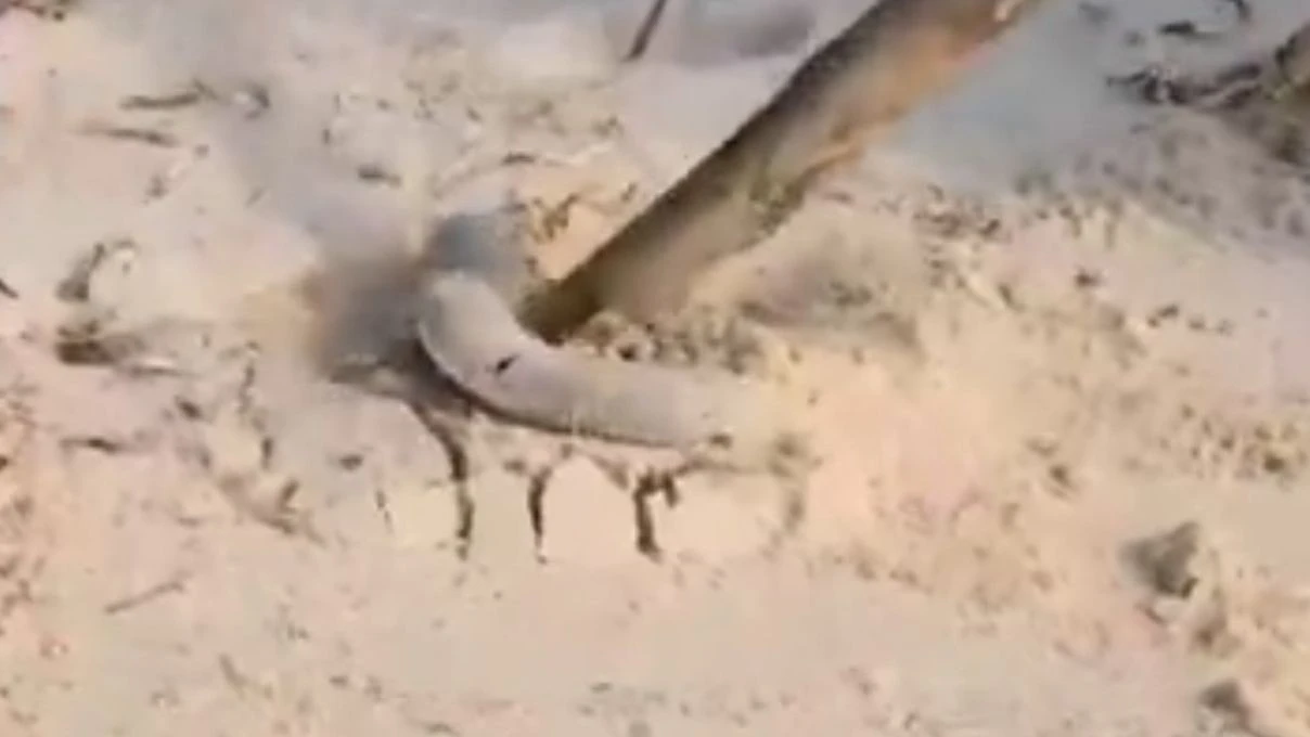 survivorda nagihan karadere muren baligi