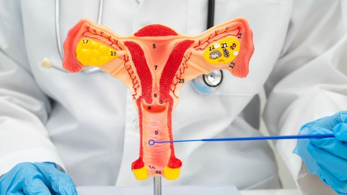 Erken dönem menopozun şifası Antik çağlardan geliyor! Kadınlığı güçlendiren karışım 6 Erken dönem menopozun şifası Antik çağlardan geliyor! Kadınlığı güçlendiren karışım