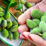 Asli 2026 03 31T155520.936