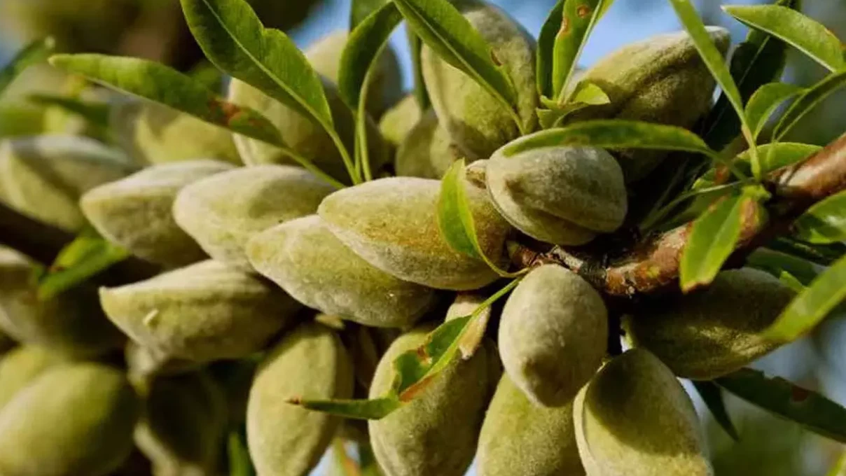 Tezgahlardaki yerini almaya başladı! E vitamini deposu çağla, cep yakmaya başladı 4 Asli 2026 03 31T155533.885