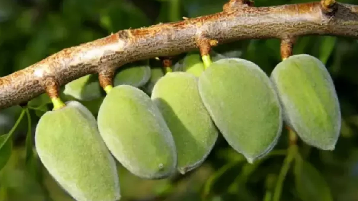 Asli 2026 03 31T155605.444