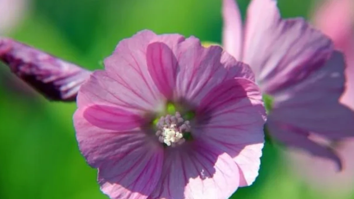 Kadınların tüm vücudunu temizleyen çay! Sarayları vazgeçilmezi (hatmi çiçeği) 5 Asli 77 2