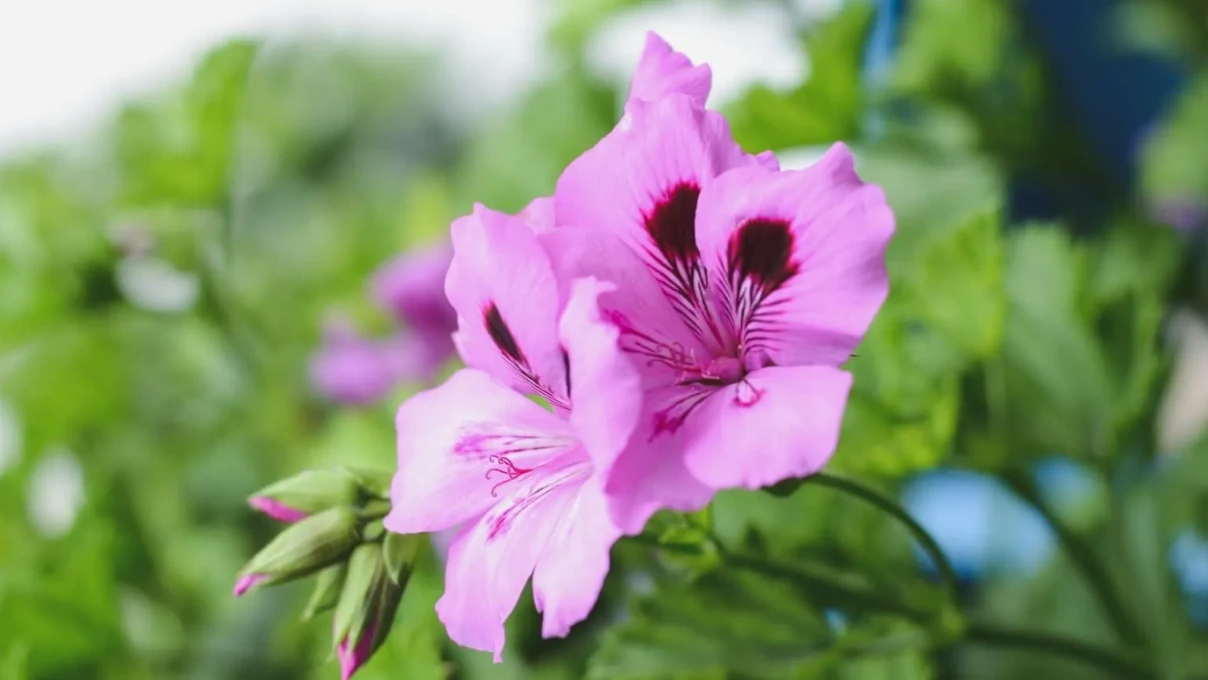 Kadınların tüm vücudunu temizleyen çay! Sarayları vazgeçilmezi (hatmi çiçeği) 4 Asli 79 2