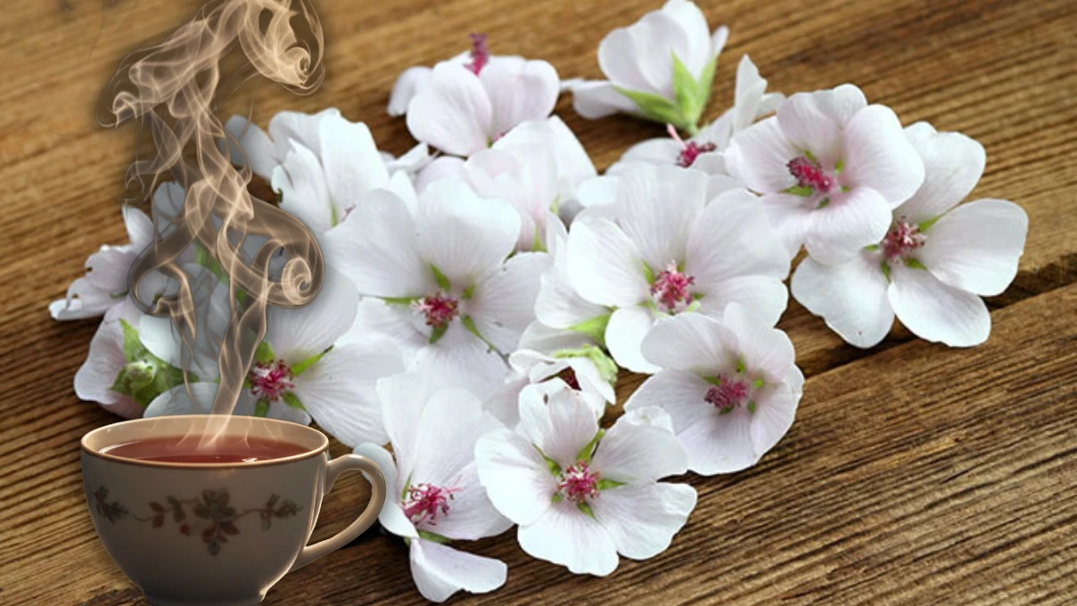 Kadınların tüm vücudunu temizleyen çay! Sarayları vazgeçilmezi (hatmi çiçeği) 8 Asli 81 2