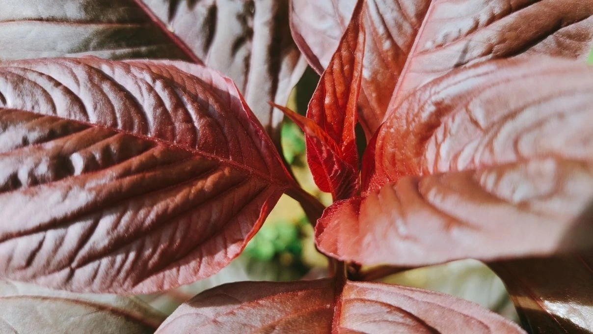 Azteklerden günümüze sağlığın sırrı Amarant! Amarant nedir, faydaları nelerdir? Amarant nasıl kullanılır?
