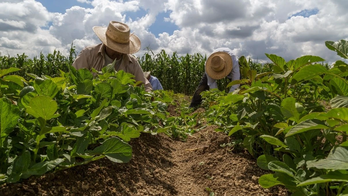 Azteklerden günümüze sağlığın sırrı Amarant! Amarant nedir, faydaları nelerdir? Amarant nasıl kullanılır?