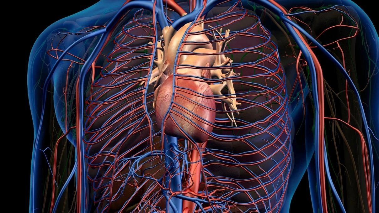 Aort damarı yırtılması sonucu vefat eden Eşref Rüya oyuncusu Ramazan Tetik'le yeniden gündem oldu! Aort damarı neden yırtılır: Uzmanlardan uyarı
