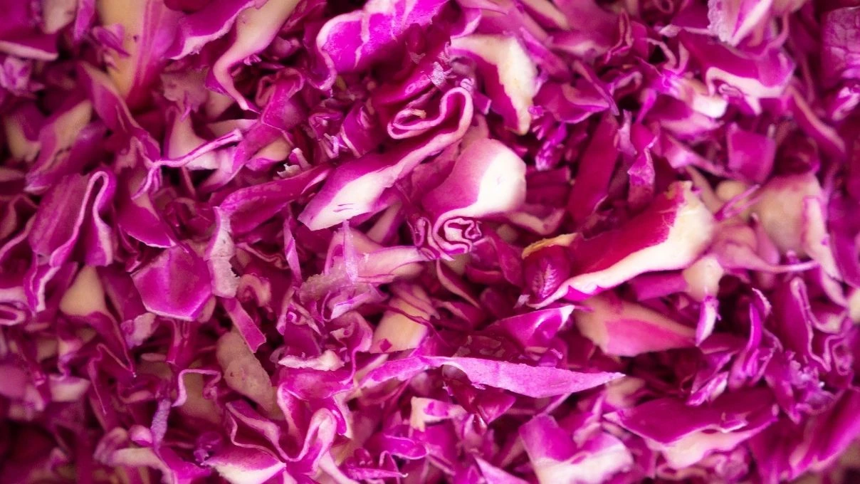 Şifa deposu mor lahana turşunu tarifi! Evde kolayca yapılıyor