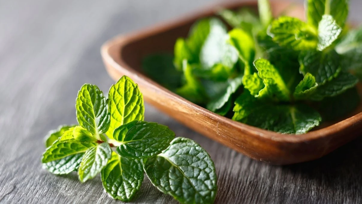 İbn-i Sina yüzyıl önce önermişti! Botoks ve dolguya gerek bıraktırmayan güzellik sırrı