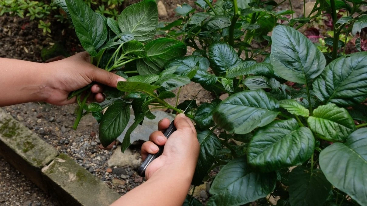 Azteklerden günümüze sağlığın sırrı Amarant! Amarant nedir, faydaları nelerdir? Amarant nasıl kullanılır?