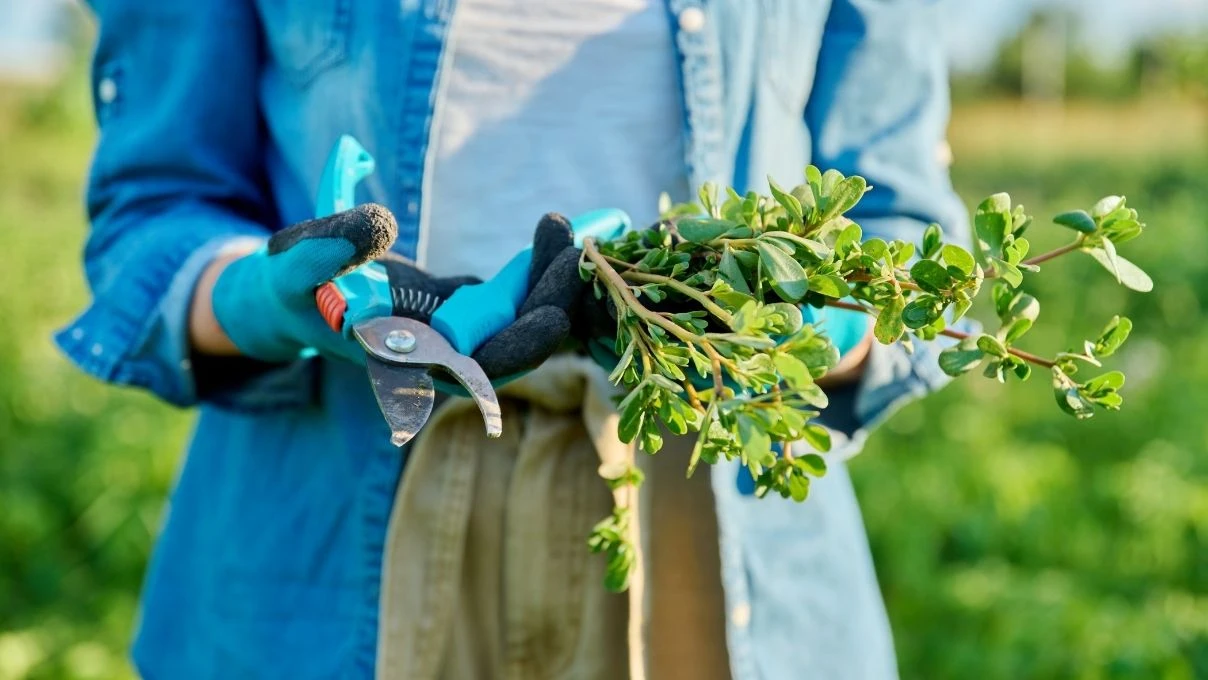 Azteklerden günümüze sağlığın sırrı Amarant! Amarant nedir, faydaları nelerdir? Amarant nasıl kullanılır?