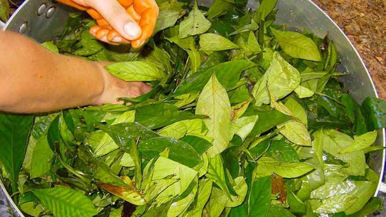 Ayahuasca çayı nedir? Ayahuasca çayı zararları nelerdir? Bilimsel olarak Ayahuasca çayının etkileri 5 Ayahuasca cayi 1