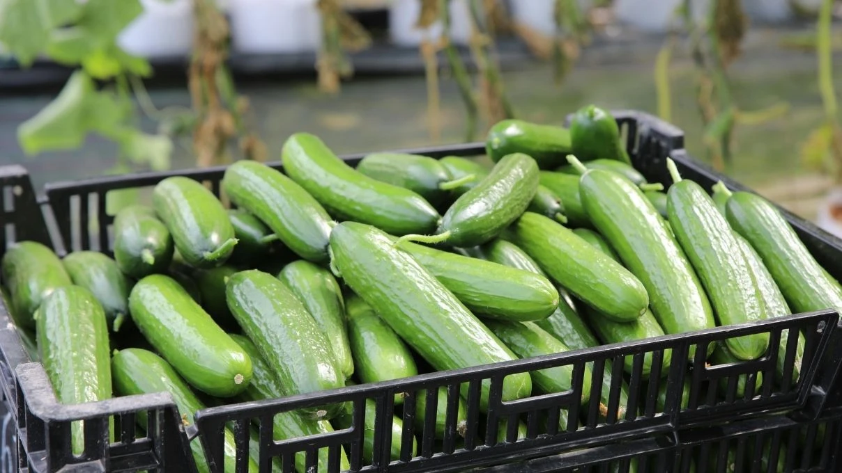 Karın şişkinliğini bitiren besinler! Kilolu değilsiniz aslında