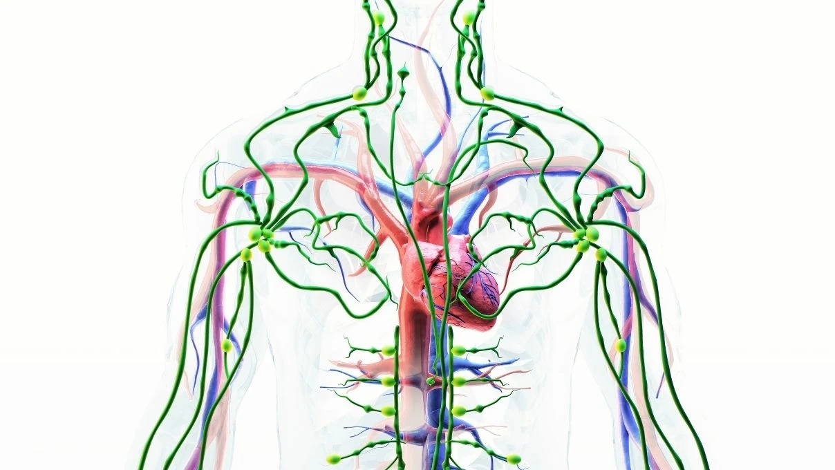 Vücudun lenf sisteminin çalışmadığının işaretleri! Hastalıkların asıl sebebi 5 Vücudun lenf sisteminin çalışmadığının işaretleri! Hastalıkların asıl sebebi