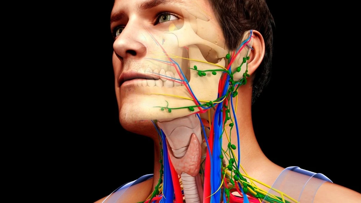 Vücudun lenf sisteminin çalışmadığının işaretleri! Hastalıkların asıl sebebi 4 Vücudun lenf sisteminin çalışmadığının işaretleri! Hastalıkların asıl sebebi