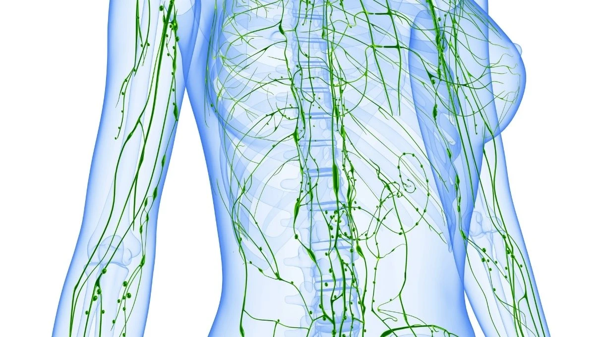 Vücudun lenf sisteminin çalışmadığının işaretleri! Hastalıkların asıl sebebi 7 Vücudun lenf sisteminin çalışmadığının işaretleri! Hastalıkların asıl sebebi