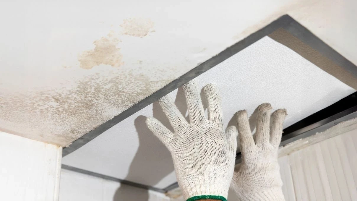 Kadınlar bunu 2026 yılında keşfetti! Evi rutubet ve küf kokusundan arındırın