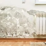 Kadınlar bunu 2026 yılında keşfetti! Evi rutubet ve küf kokusundan arındırın