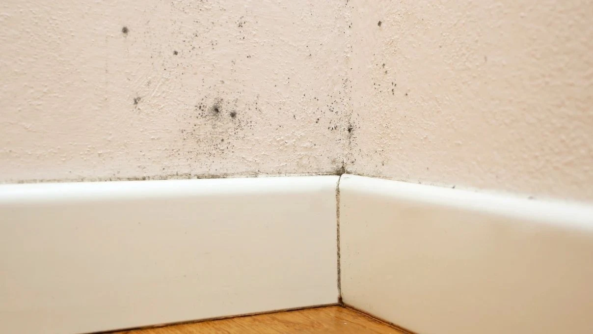 Kadınlar bunu 2026 yılında keşfetti! Evi rutubet ve küf kokusundan arındırın