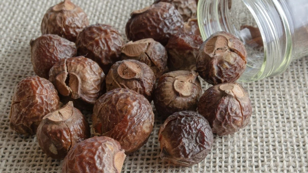 Sabun cevizi nedir ne işe yarar? Sabun cevizi Türkiye'de yetişir mi?