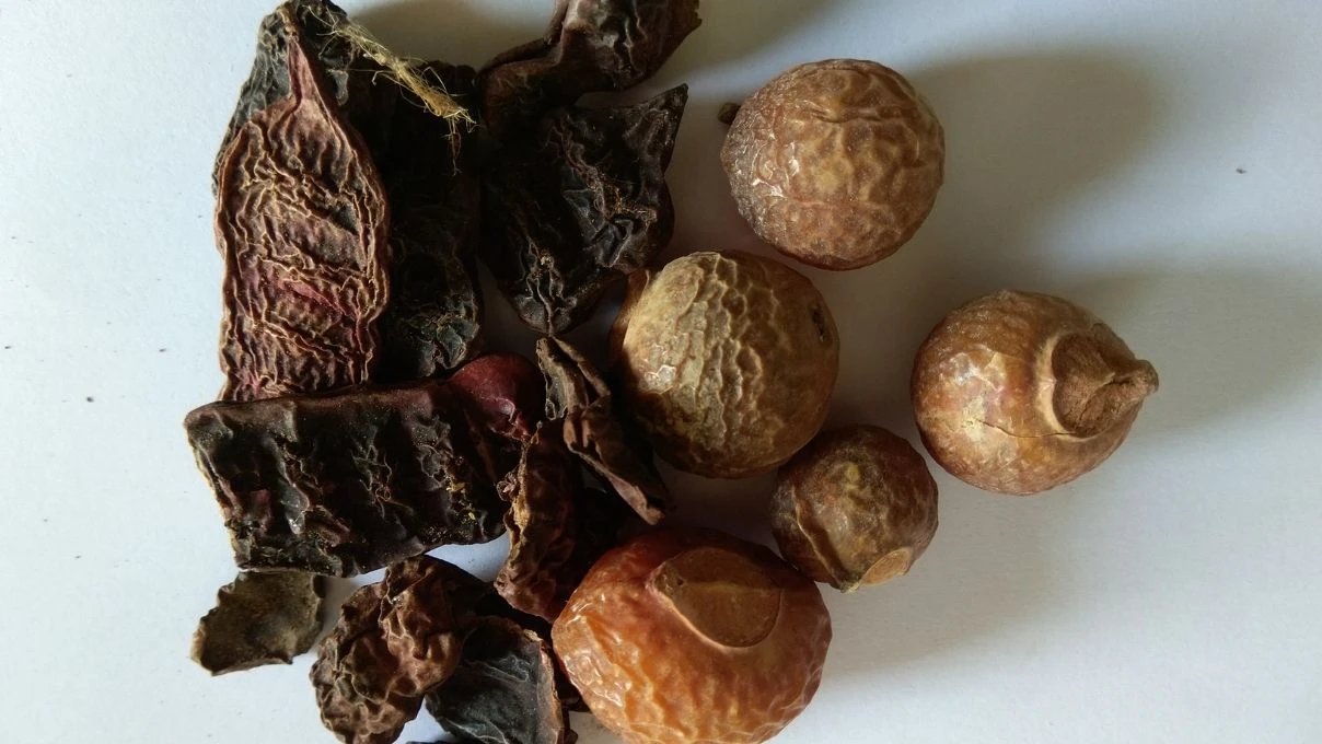 Sabun cevizi nedir ne işe yarar? Sabun cevizi Türkiye'de yetişir mi?