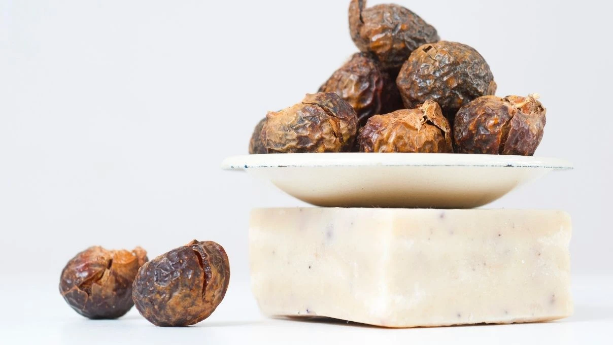 Sabun cevizi nedir ne işe yarar? Sabun cevizi Türkiye'de yetişir mi?