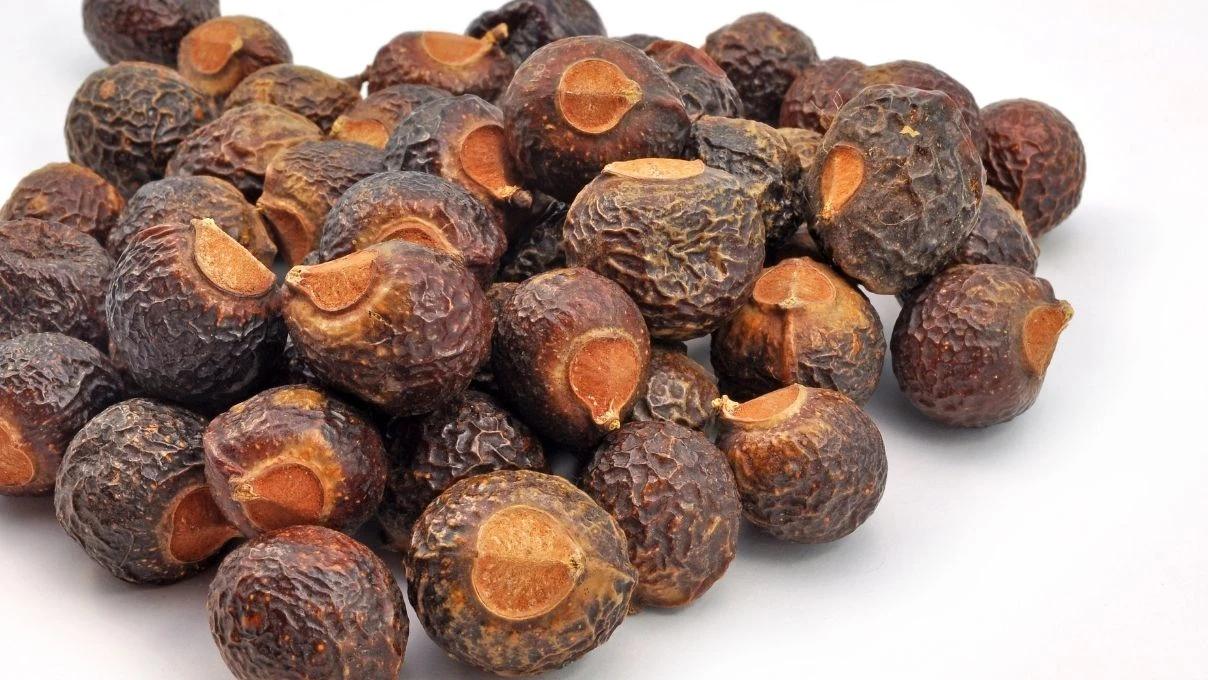 Sabun cevizi nedir ne işe yarar? Sabun cevizi Türkiye'de yetişir mi?