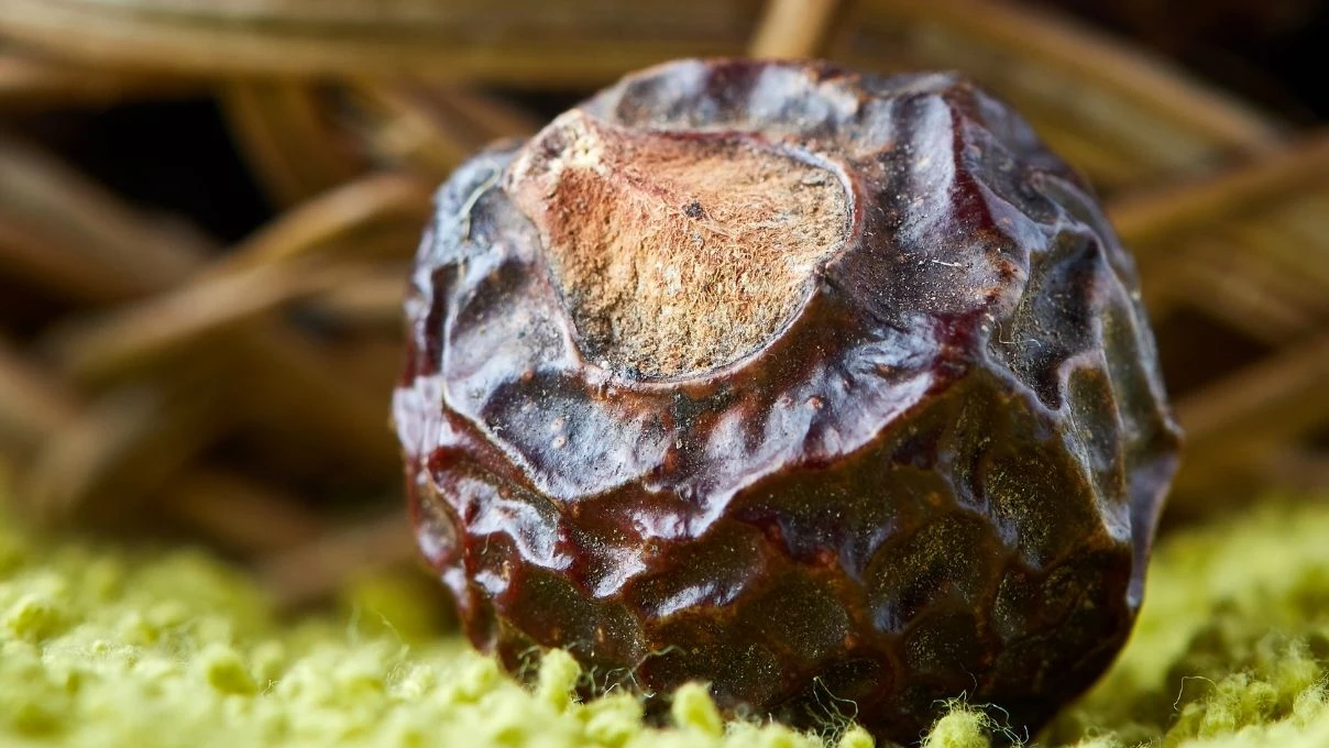 Sabun cevizi nedir ne işe yarar? Sabun cevizi Türkiye'de yetişir mi?