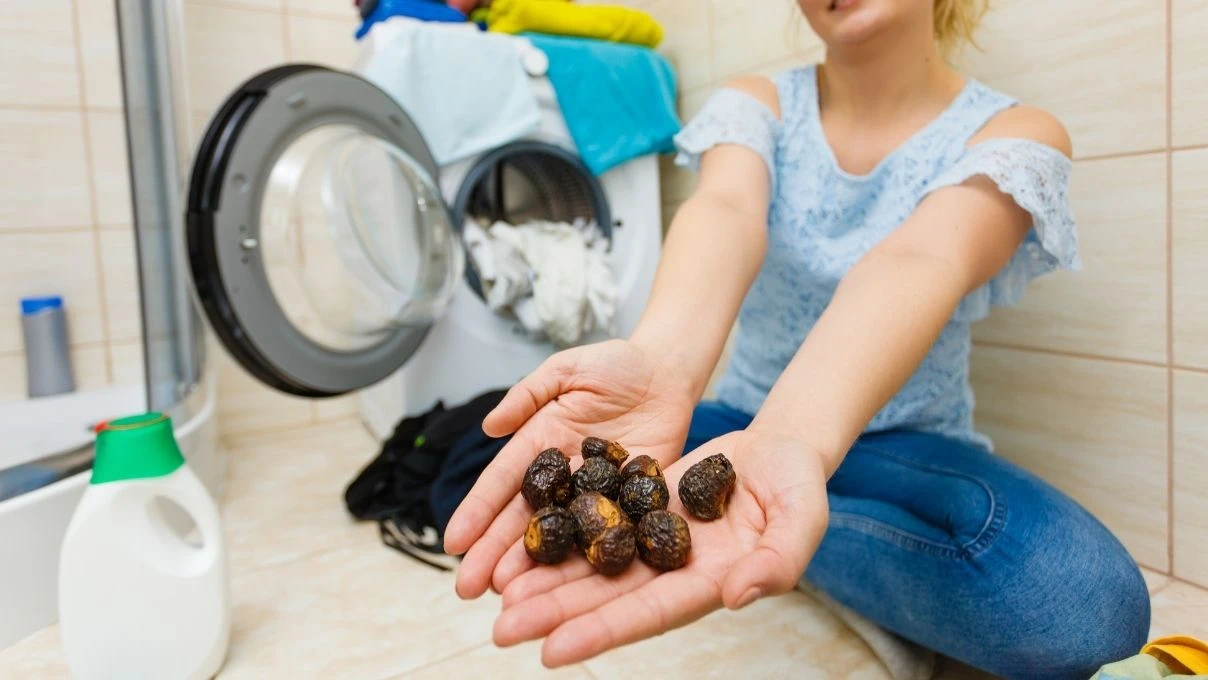 Sabun cevizi nedir ne işe yarar? Sabun cevizi Türkiye'de yetişir mi?