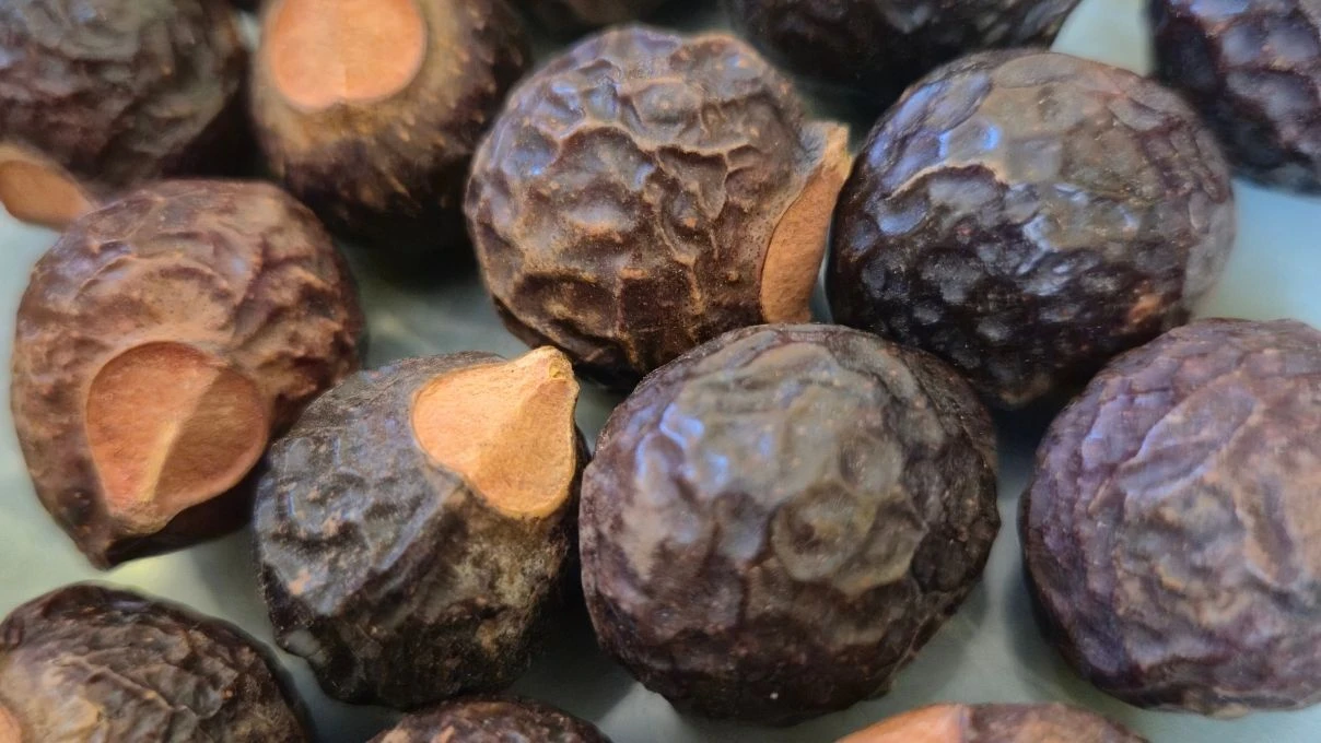 Sabun cevizi nedir ne işe yarar? Sabun cevizi Türkiye'de yetişir mi?