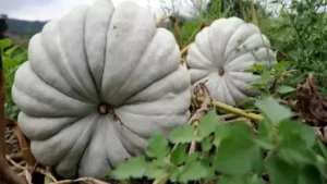 Psikolojiye iyi geliyor! Beyaz elmas bal kabağı tatlı tarifi 9 65 kilogramlik bal kabaklari yetistiriyor 1446283411 3801