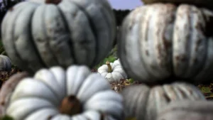 Psikolojiye iyi geliyor! Beyaz elmas bal kabağı tatlı tarifi 8 68f9f1af9844e7d2d0f33ba0