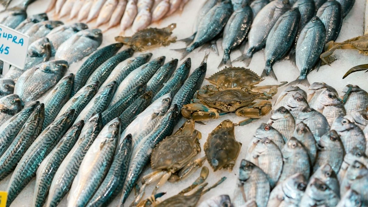 Çocukların zekâ gelişimine katkı sağlayan 10 faydalı balık