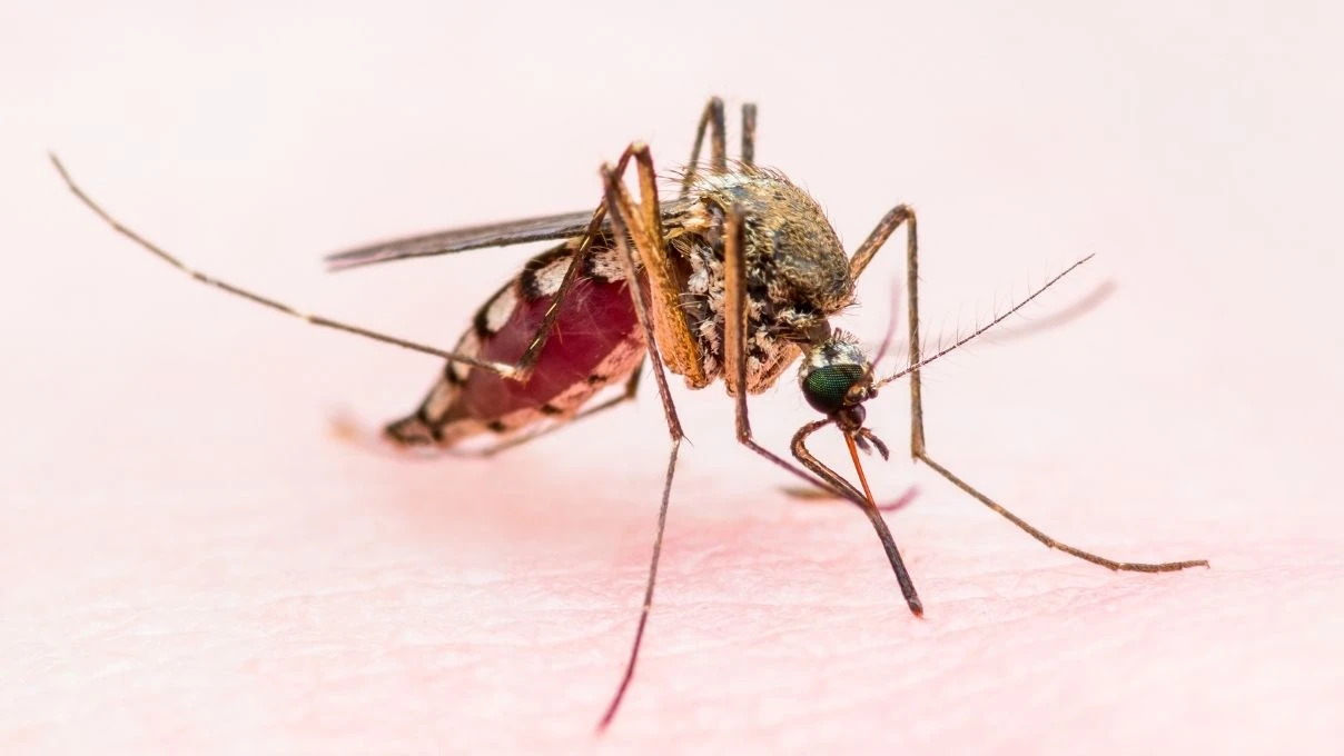 Chikungunya Virüsü nedir nasıl bulaşır? Chikungunya Virüsü belirtileri neler?