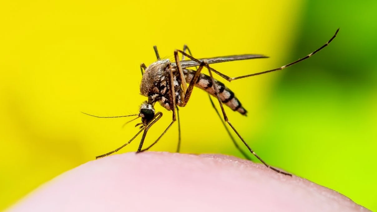 Chikungunya Virüsü nedir nasıl bulaşır? Chikungunya Virüsü belirtileri neler?