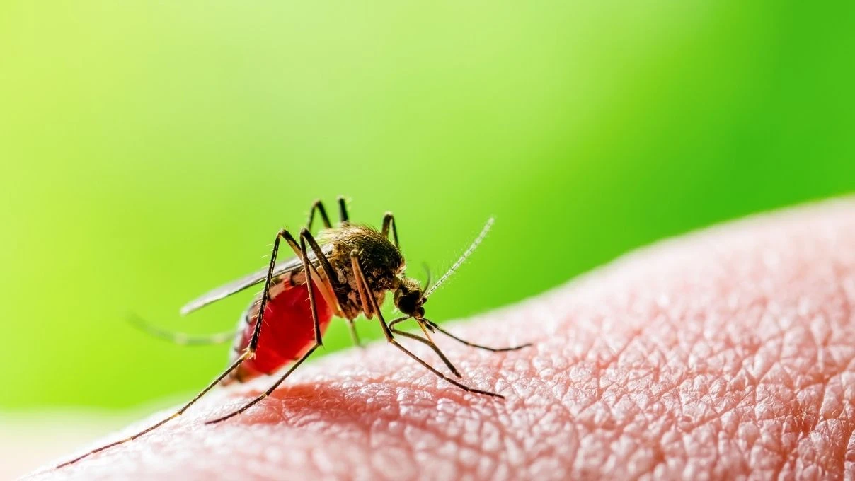 Chikungunya Virüsü nedir nasıl bulaşır? Chikungunya Virüsü belirtileri neler?