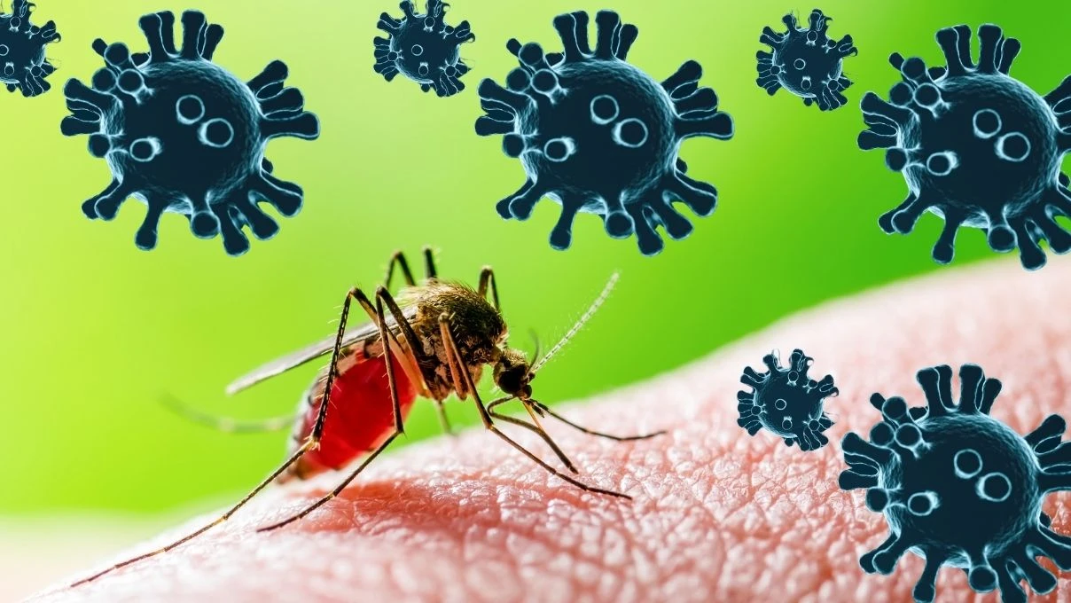 Chikungunya Virüsü nedir nasıl bulaşır? Chikungunya Virüsü belirtileri neler?
