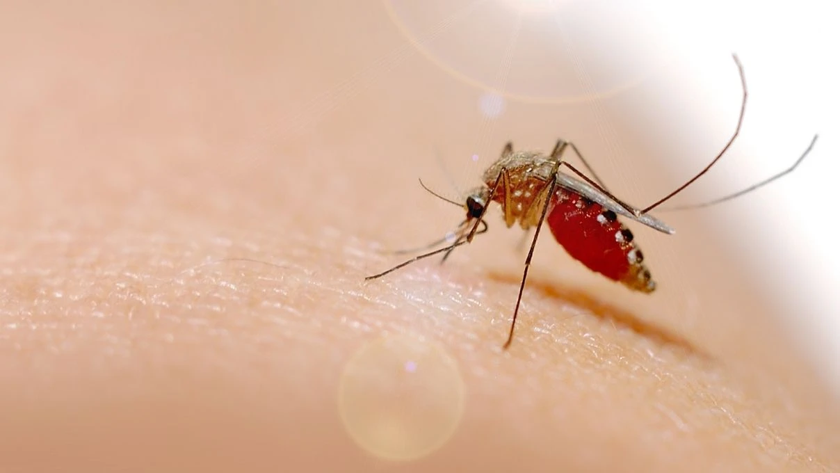 Chikungunya Virüsü nedir nasıl bulaşır? Chikungunya Virüsü belirtileri neler?