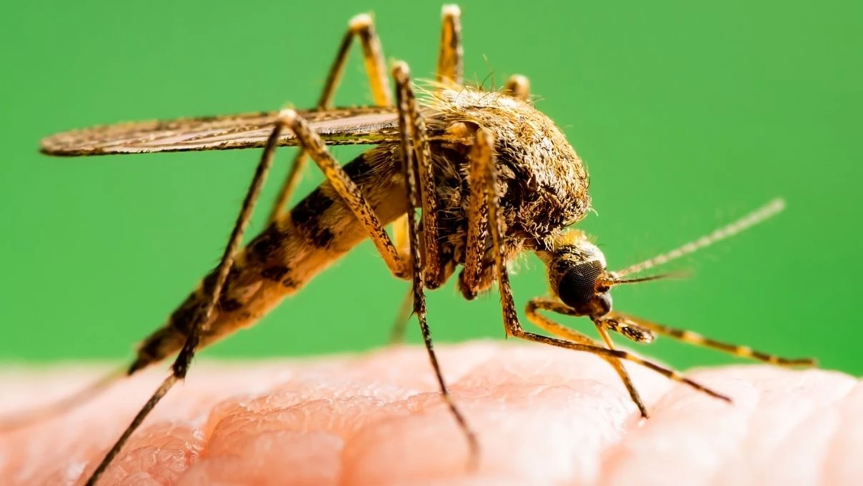 Chikungunya Virüsü nedir nasıl bulaşır? Chikungunya Virüsü belirtileri neler?