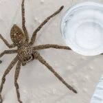 Evden örümcekleri uzaklaştıracak kokular!