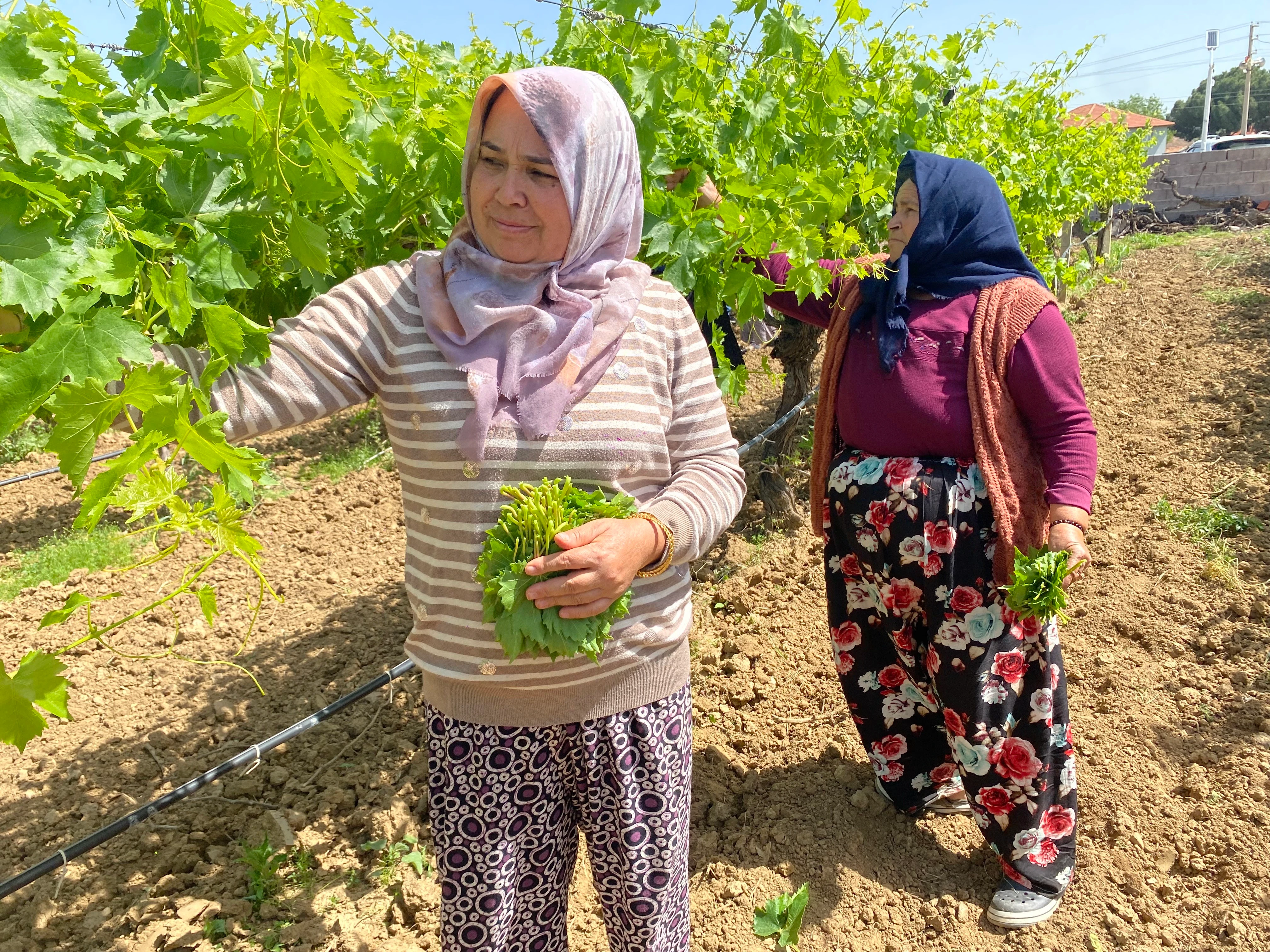 Kadın üreticilerin güneşin doğuşuyla başlayan mesaisi! Meyvesinden daha değerli yaprak