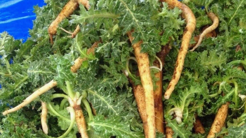 Adini MasterChefte duyduk ama sifasi bin yillik Bobreklerin dostu sevketi bostan faydalariyla sasirtiyor