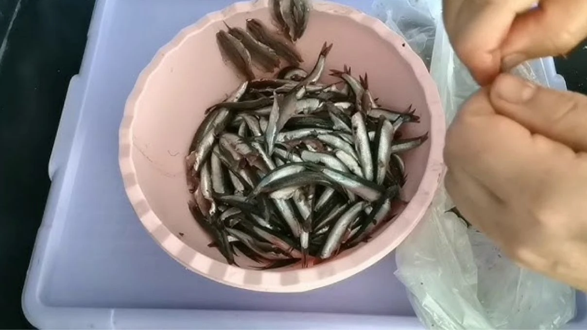 MasterChef'in konuk şefi Erşan Yılmaz'dan hamsi balık temizleme tüyosu! Hamsi temizlemek hiç bu kadar kolay olmadı! 5 Adsiz tasarim 14 101