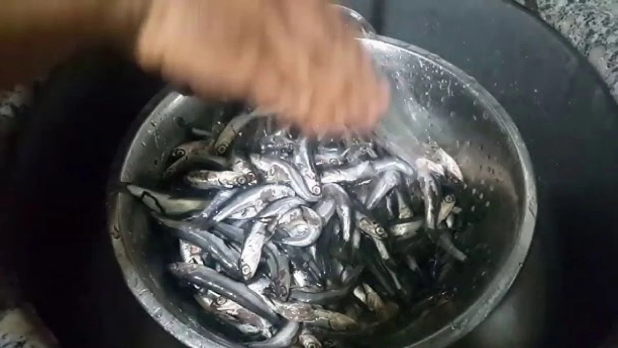 MasterChef'in konuk şefi Erşan Yılmaz'dan hamsi balık temizleme tüyosu! Hamsi temizlemek hiç bu kadar kolay olmadı! 6 Adsiz tasarim 15 94