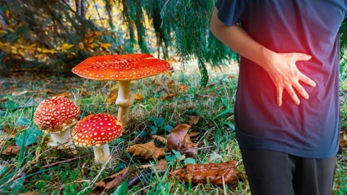 Zehirlenme vakaları arttı! Yağmur sonrası ortaya çıkan mantarlara dikkat