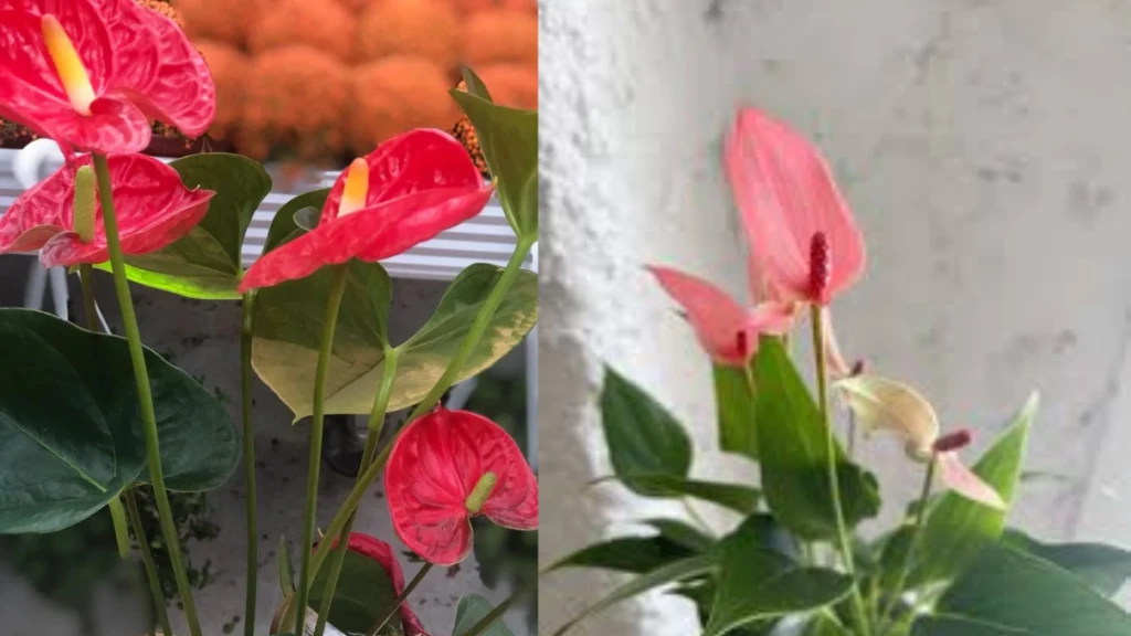 Flamingo çiçeği bakımı nasıl yapılır? Çeşitleri ve özellikleri... 6 Adsiz tasarim 58 6