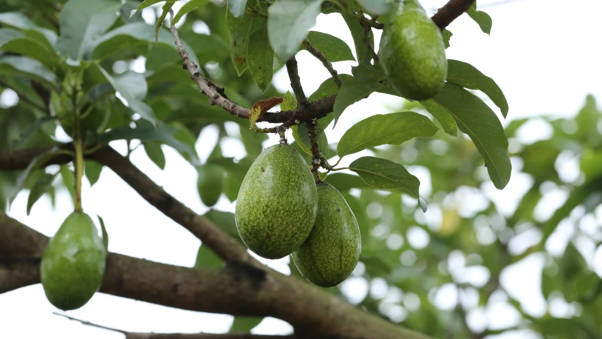 Avokado çekirdeğini sakın çöpe atmayın! Saçların yeni hazinesi 7 Asli 18 2