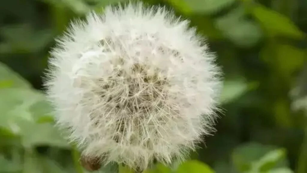 Beyaz saçları tarihe karıştıran karışım! Mısırlı kadınların güzellik tavsiyeleri